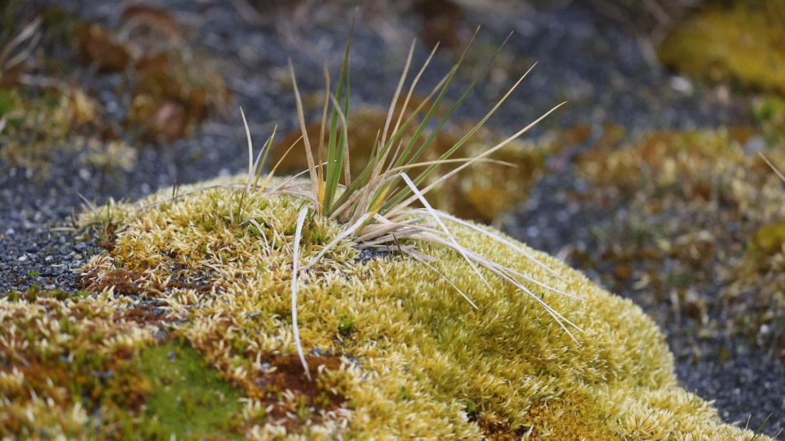 PLA23-25, Day 9,  PLA23_05DEC_SouthGeorgia_Day8_RegisPERDRIAT (4).jpg©Unown Photographer - Oceanwide Expeditions.jpg