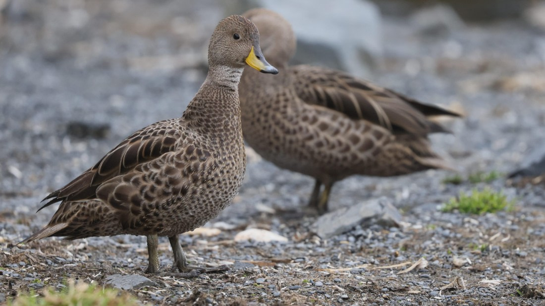 PLA23-25, Day 9,  PLA23_05DEC_SouthGeorgia_Day8_RegisPERDRIAT (8).jpg©Unown Photographer - Oceanwide Expeditions.jpg