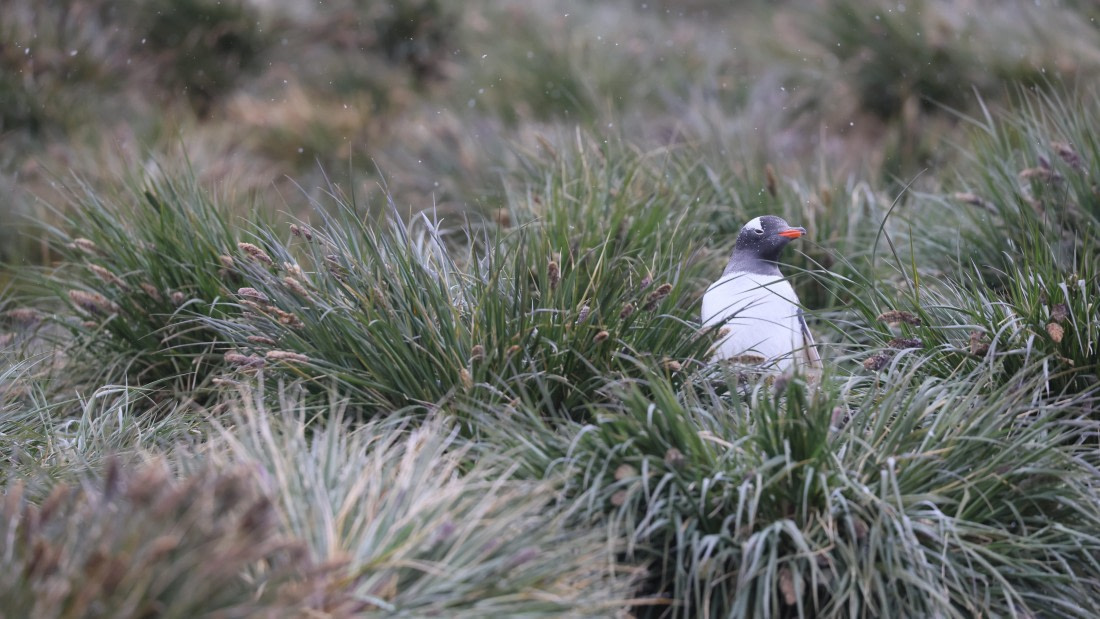 PLA23-25, Day 9,  PLA23_05DEC_SouthGeorgia_Day8_RegisPERDRIAT (9).jpg©Unown Photographer - Oceanwide Expeditions.jpg