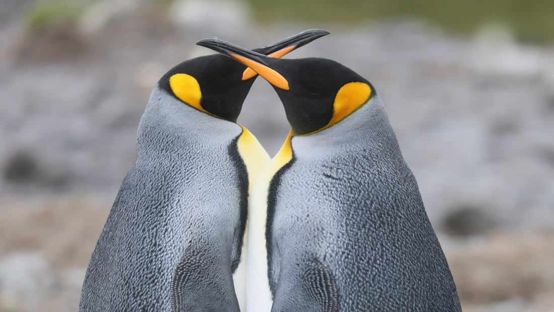 PLA23-25, Day 9,  PLA23_05DEC_SouthGeorgia_Day8_RegisPERDRIAT (17).jpg©Unown Photographer - Oceanwide Expeditions.jpg