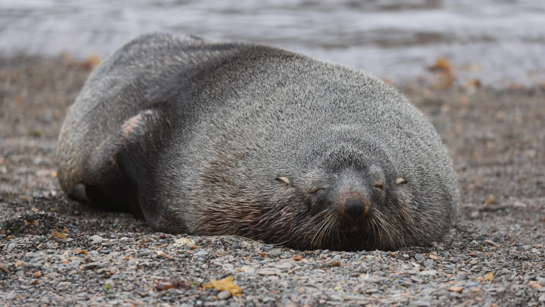 PLA23-25, Day 9,  PLA23_05DEC_SouthGeorgia_Day8_RegisPERDRIAT (32).jpg©Unown Photographer - Oceanwide Expeditions.jpg