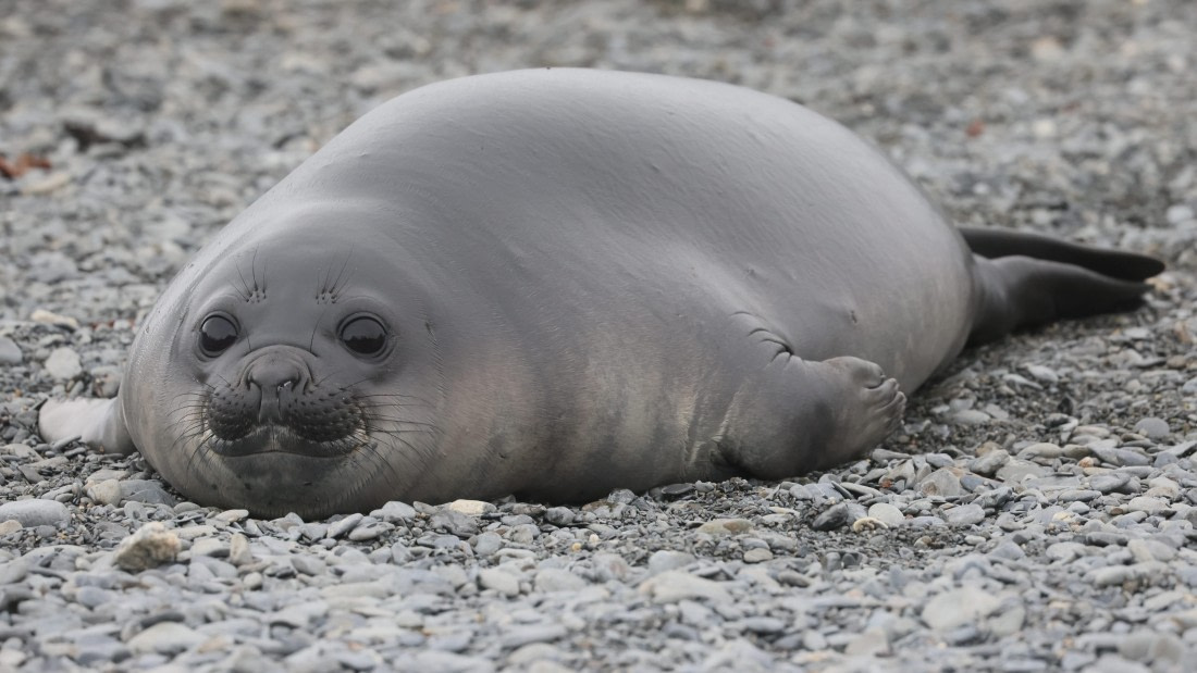 PLA23-25, Day 9, Day 09_RegisPERDRIAT (7).jpg ©Regis Perdriat - Oceanwide Expeditions.jpg