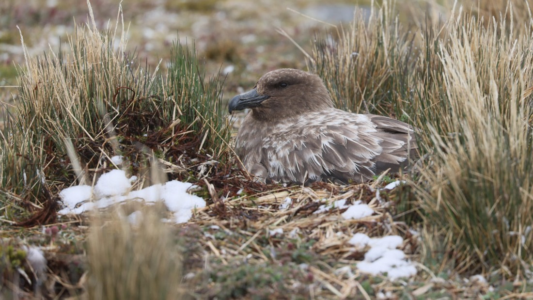 PLA23-25, Day 9, Day 09_RegisPERDRIAT (20).jpg ©Regis Perdriat - Oceanwide Expeditions.jpg