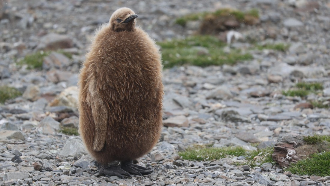 PLA23-25, Day 9, Day 09_RegisPERDRIAT (21).jpg ©Regis Perdriat - Oceanwide Expeditions.jpg