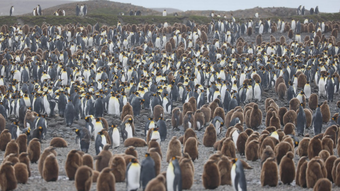 PLA23-25, Day 9, Day 09_RegisPERDRIAT (22).jpg ©Regis Perdriat - Oceanwide Expeditions.jpg