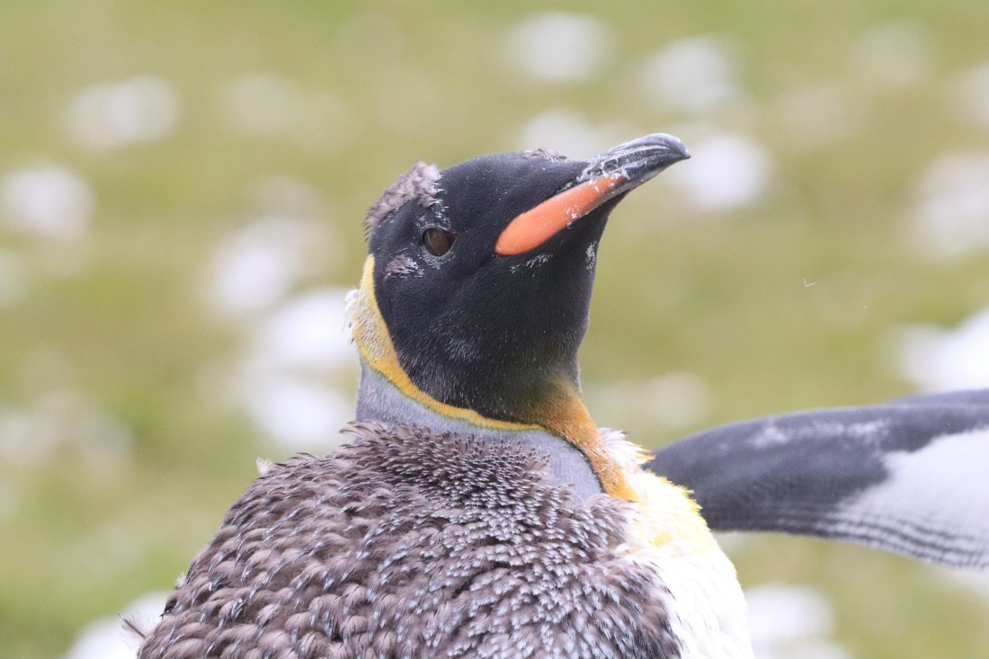 PLA23-25, Day 9, IMG_3057.JPG©Unown Photographer - Oceanwide Expeditions.JPG