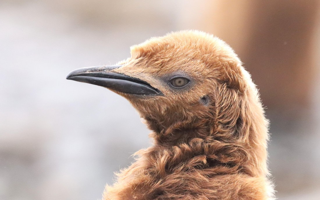 PLA23-25, Day 9, IMG_3078.JPG©Unown Photographer - Oceanwide Expeditions.JPG