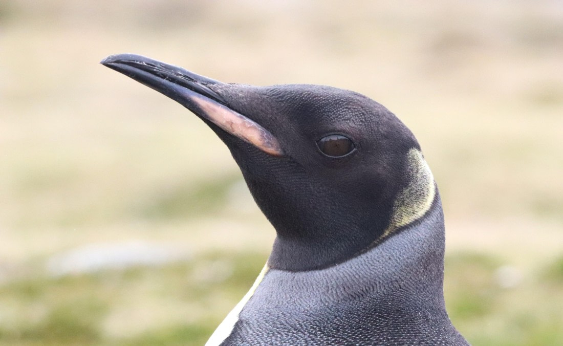 PLA23-25, Day 9, IMG_3139.JPG©Unown Photographer - Oceanwide Expeditions.JPG