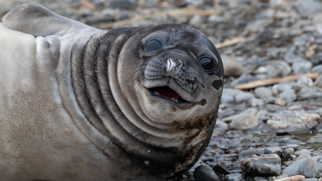 PLA23-25, Day 10,   SG 2-2.jpg©Andrew Crowder - Oceanwide Expeditions.jpg