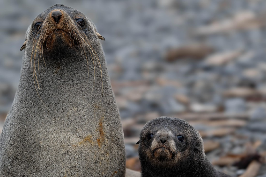 PLA23-25, Day 10,   SG 2-3.jpg©Andrew Crowder - Oceanwide Expeditions.jpg