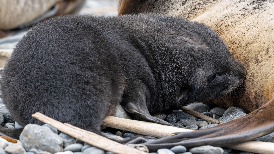 PLA23-25, Day 10,   SG 2-5.jpg©Andrew Crowder - Oceanwide Expeditions.jpg