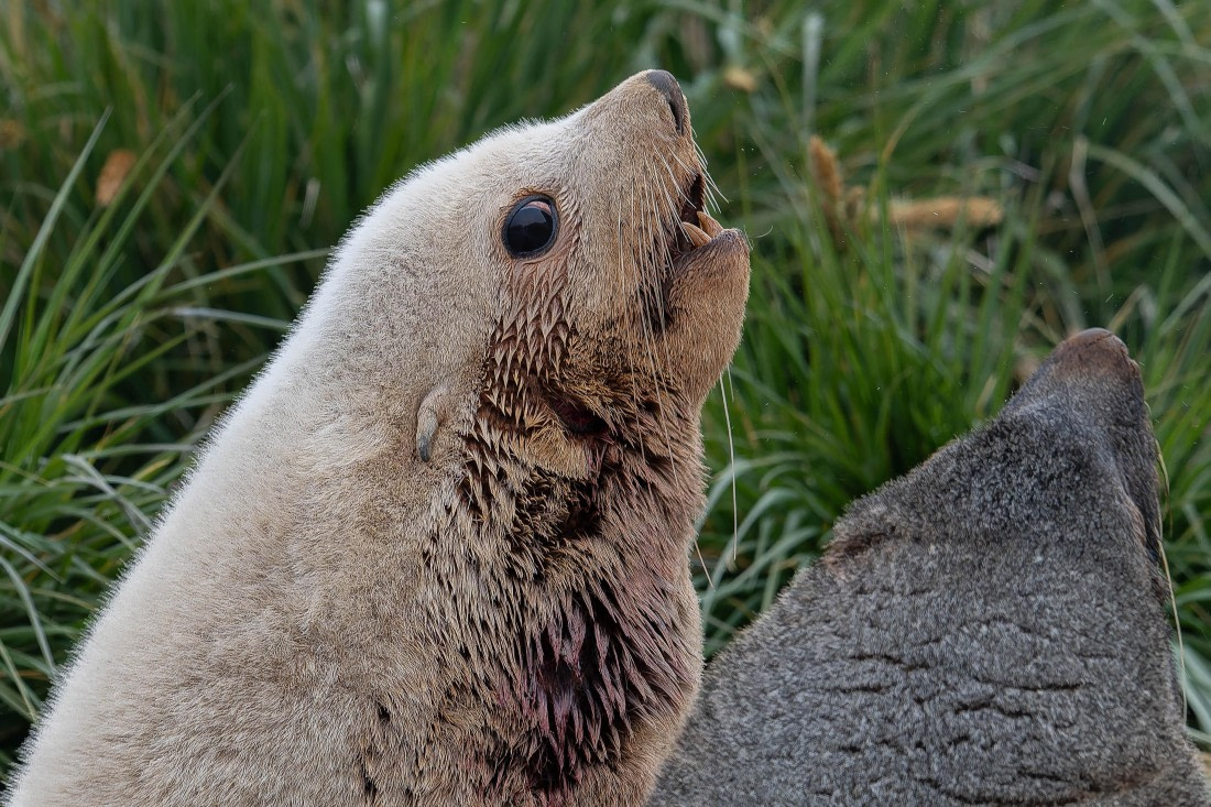 PLA23-25, Day 10,   SG 2-6.jpg©Andrew Crowder - Oceanwide Expeditions.jpg