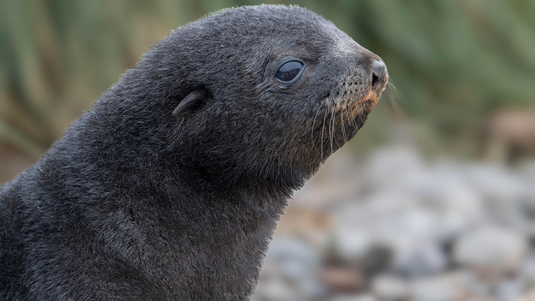 PLA23-25, Day 10,   SG 2-8.jpg©Andrew Crowder - Oceanwide Expeditions.jpg