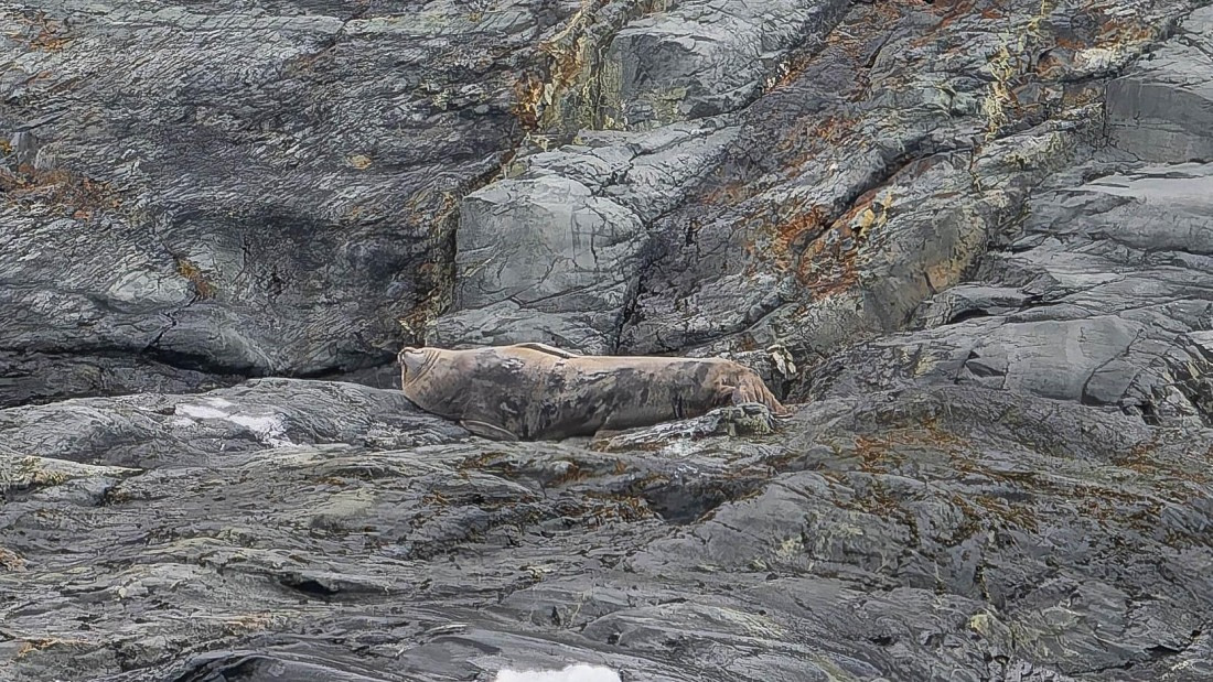 PLA23-25, Day 10,   Weddell Seal-AC.jpg©Andrew Crowder - Oceanwide Expeditions.jpg