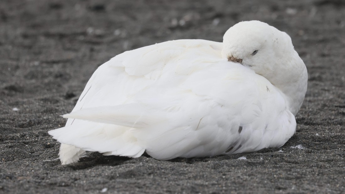 PLA23-25, Day 10,  PLA23_06DEC_SouthGeorgia_Day9_RegisPERDRIAT (1).jpg©Regis Perdriat - Oceanwide Expeditions.jpg