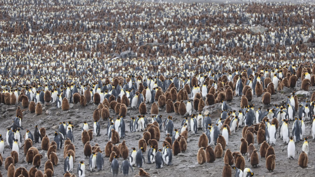 PLA23-25, Day 10,  PLA23_06DEC_SouthGeorgia_Day9_RegisPERDRIAT (3).jpg©Regis Perdriat - Oceanwide Expeditions.jpg