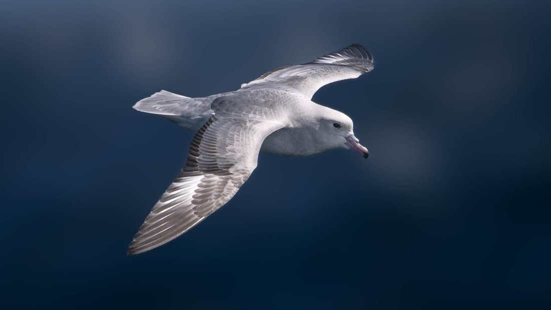 PLA23-25, Day 10,  PLA23-25, Day 2, 28-11 - Birds - AC-2.jpg ©Andrew Crowder - Oceanwide Expeditions.jpg©Andrew Crowder- Oceanwide Expeditions.jpg