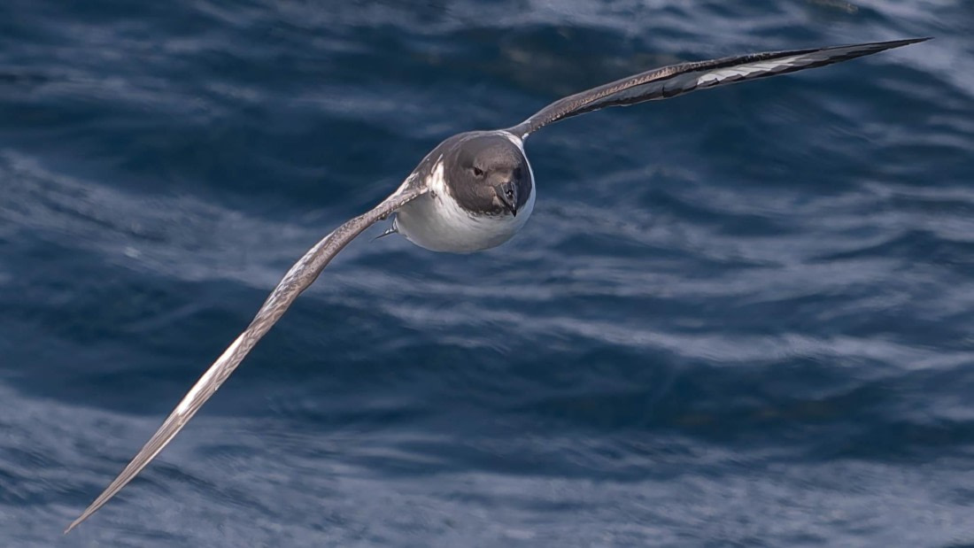 PLA23-25, Day 10,  PLA23-25, Day 2, 28-11 - Birds - AC-3.jpg ©Andrew Crowder - Oceanwide Expeditions.jpg©Andrew Crowder- Oceanwide Expeditions.jpg