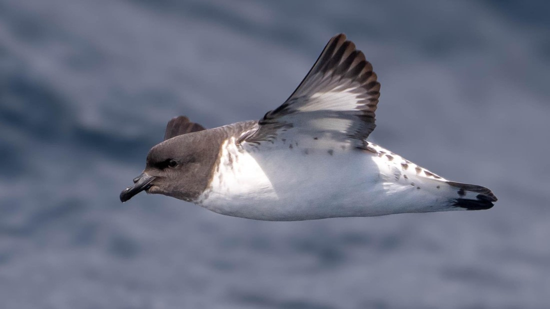 PLA23-25, Day 10,  PLA23-25, Day 2, 28-11 - Birds - AC-5.jpg ©Andrew Crowder - Oceanwide Expeditions.jpg©Andrew Crowder- Oceanwide Expeditions.jpg