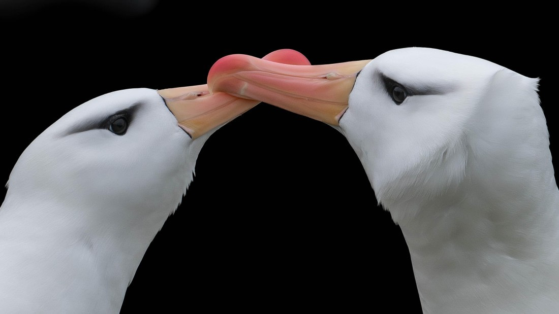 PLA23-25, Day 10,  PLA23-25, Day 3, 29-11 - Birds - AC.jpg ©Andrew Crowder - Oceanwide Expeditions.jpg©Andrew Crowder- Oceanwide Expeditions.jpg