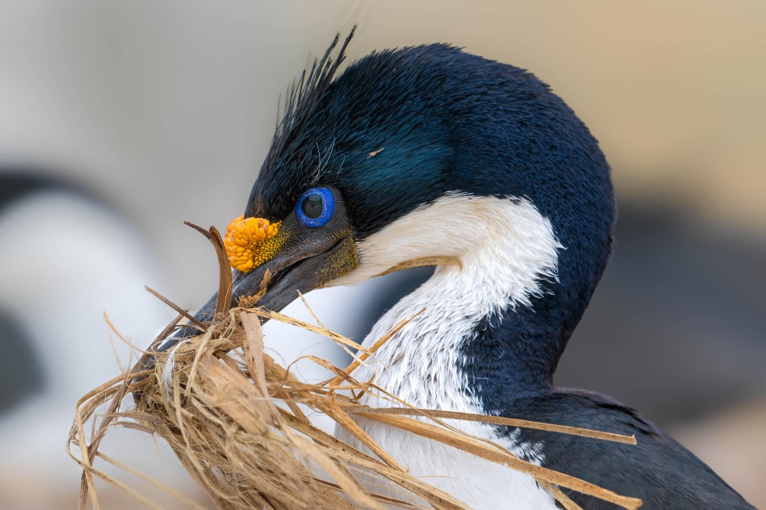 PLA23-25, Day 10,  PLA23-25, Day 3, 29-11 - Birds - AC-5.jpg ©Andrew Crowder - Oceanwide Expeditions.jpg©Andrew Crowder- Oceanwide Expeditions.jpg