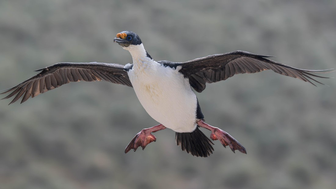 PLA23-25, Day 10,  PLA23-25, Day 3, 29-11 - Birds - AC-7.jpg ©Andrew Crowder - Oceanwide Expeditions.jpg©Andrew Crowder- Oceanwide Expeditions.jpg
