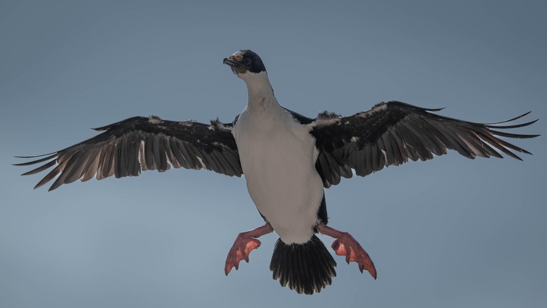 PLA23-25, Day 10,  PLA23-25, Day 3, 29-11 - Birds - AC-8.jpg ©Andrew Crowder - Oceanwide Expeditions.jpg©Andrew Crowder- Oceanwide Expeditions.jpg