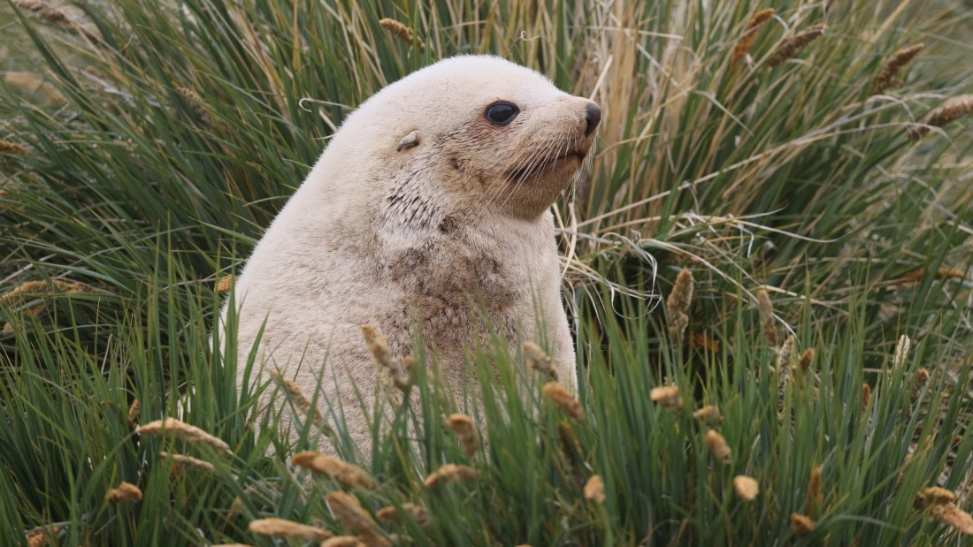 PLA23-25, Day 10, Day 10_RegisPERDRIAT (2).jpg ©Regis Perdriat - Oceanwide Expeditions.jpg