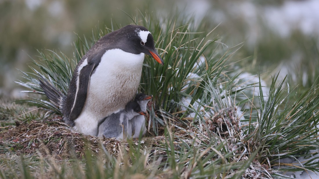 PLA23-25, Day 10, Day 10_RegisPERDRIAT (7).jpg ©Regis Perdriat - Oceanwide Expeditions.jpg
