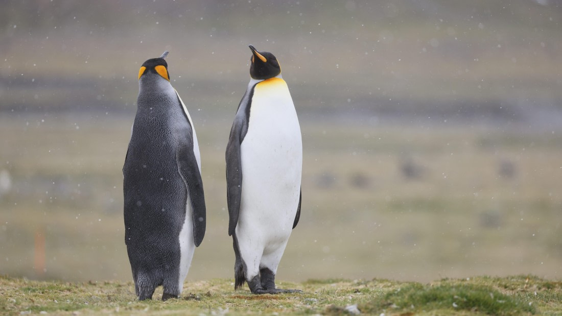 PLA23-25, Day 10, Day 10_RegisPERDRIAT (16).jpg ©Regis Perdriat - Oceanwide Expeditions.jpg