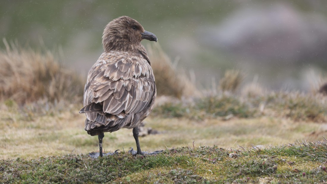 PLA23-25, Day 10, Day 10_RegisPERDRIAT (17).jpg ©Regis Perdriat - Oceanwide Expeditions.jpg