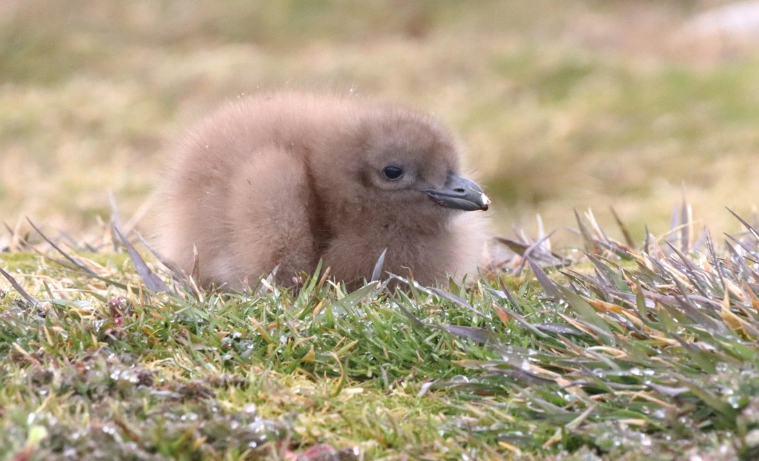 PLA23-25, Day 10, IMG_3227.JPG©Unown Photographer - Oceanwide Expeditions.JPG
