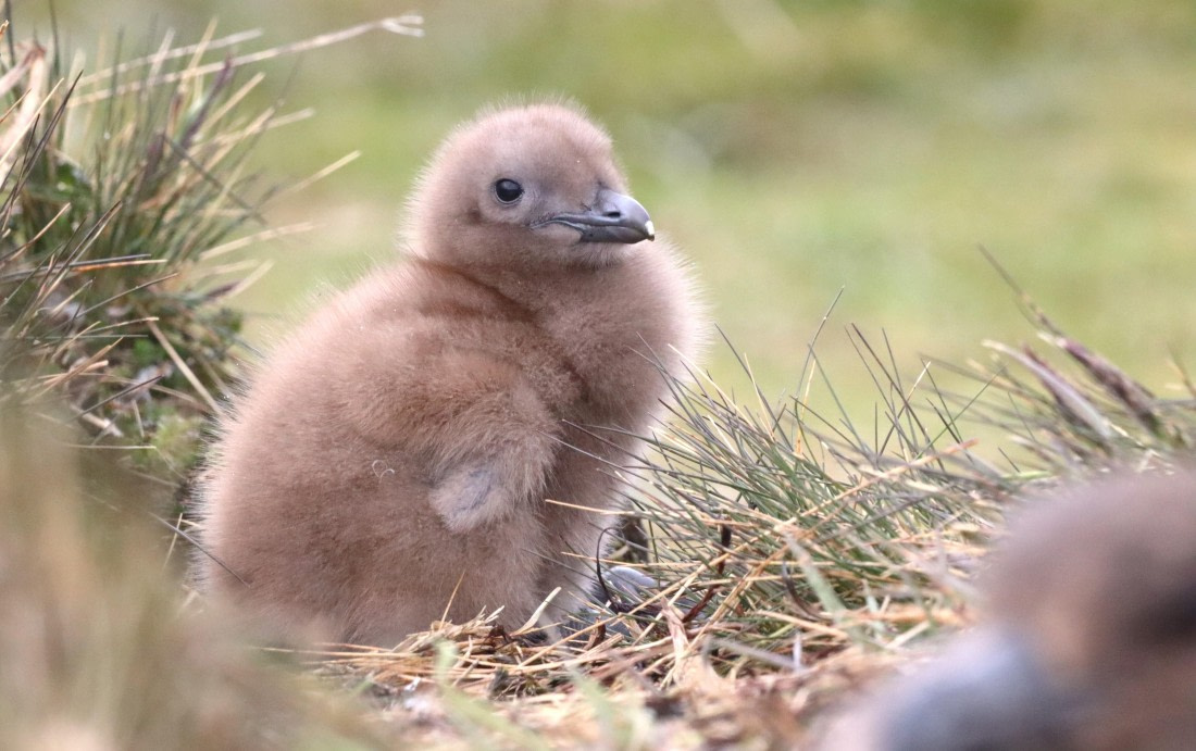 PLA23-25, Day 10, IMG_3234.JPG©Unown Photographer - Oceanwide Expeditions.JPG