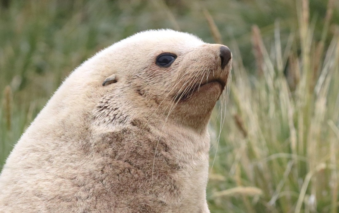 PLA23-25, Day 10, IMG_3242.JPG©Unown Photographer - Oceanwide Expeditions.JPG