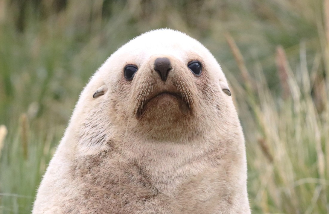 PLA23-25, Day 10, IMG_3247.JPG©Unown Photographer - Oceanwide Expeditions.JPG