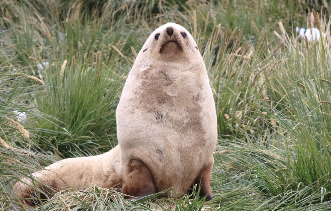 PLA23-25, Day 10, IMG_3257.JPG©Unown Photographer - Oceanwide Expeditions.JPG