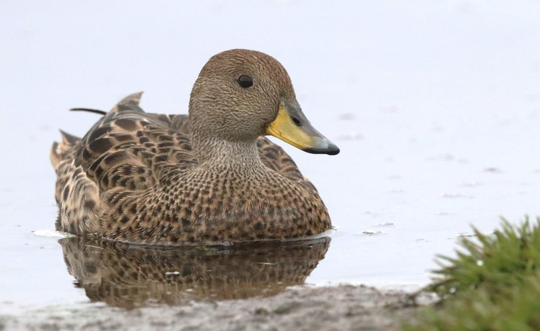 PLA23-25, Day 10, IMG_3294.JPG©Unown Photographer - Oceanwide Expeditions.JPG