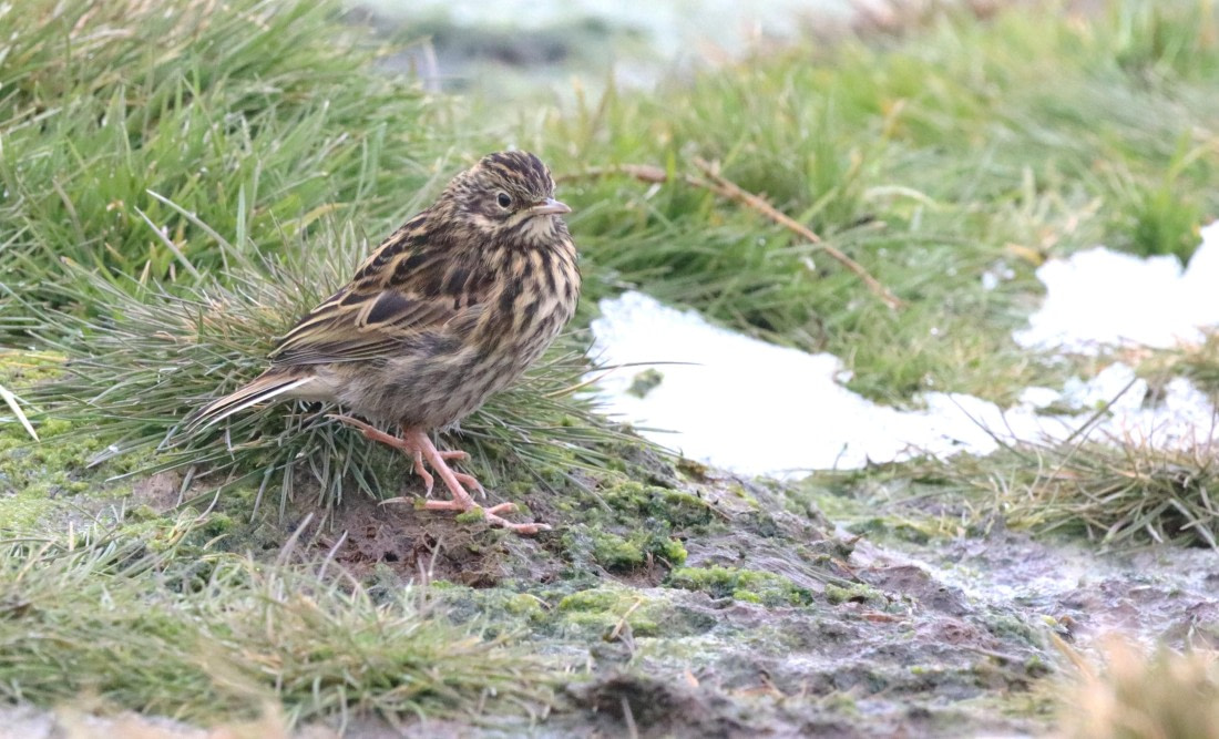 PLA23-25, Day 10, IMG_3304.JPG©Unown Photographer - Oceanwide Expeditions.JPG