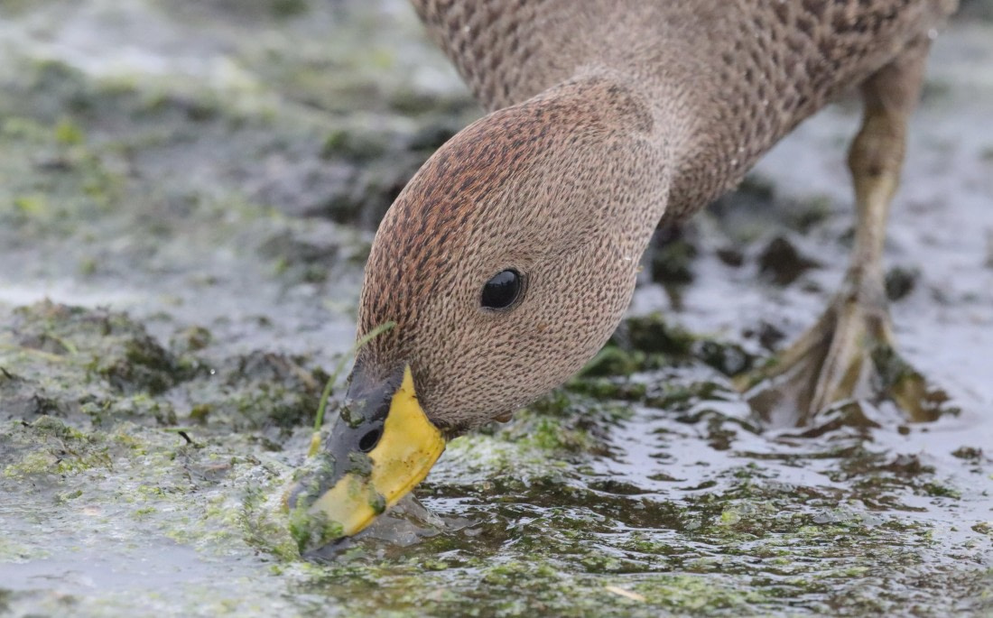 PLA23-25, Day 10, IMG_3313.JPG©Unown Photographer - Oceanwide Expeditions.JPG