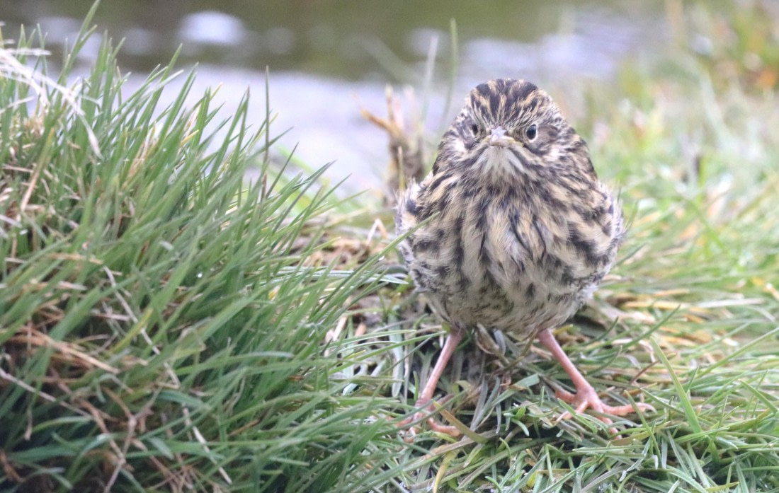 PLA23-25, Day 10, IMG_3439.JPG©Unown Photographer - Oceanwide Expeditions.JPG