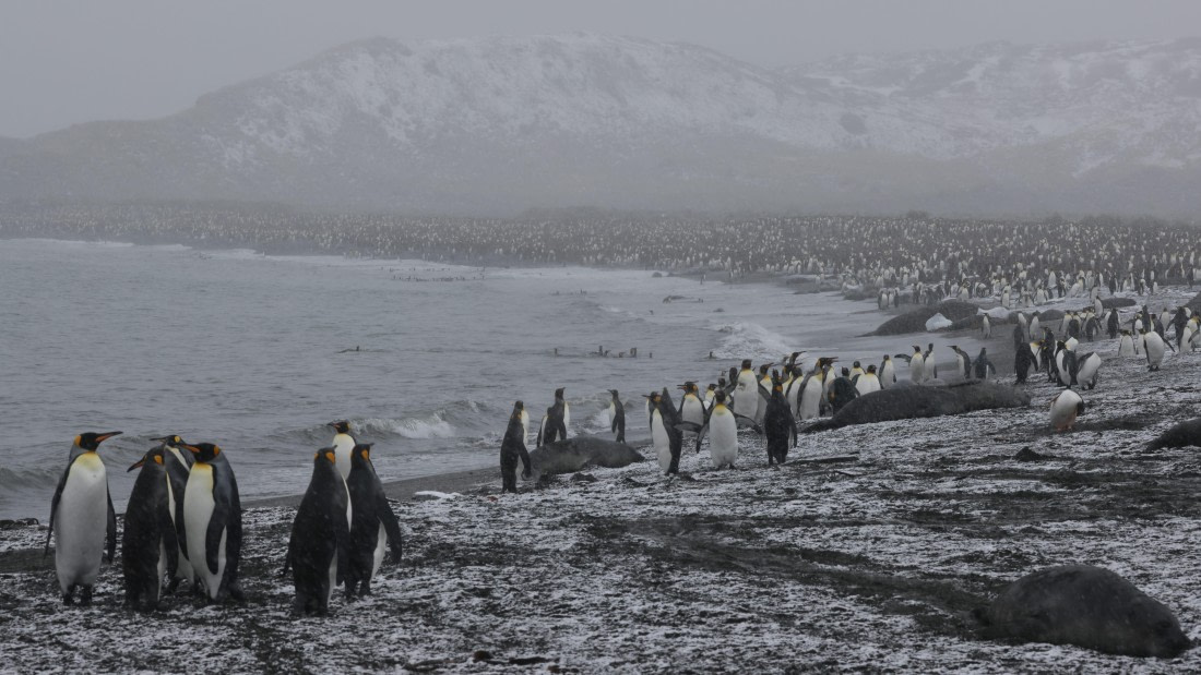 PLA23-25, Day 11, Day 11_RegisPERDRIAT (2).jpg ©Regis Perdriat - Oceanwide Expeditions.jpg