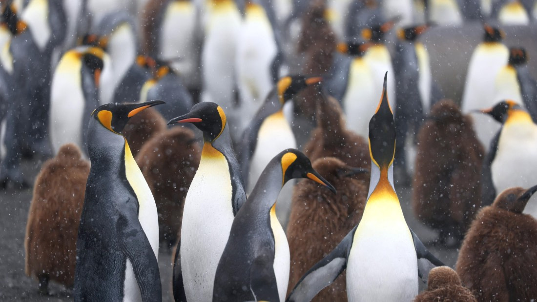 PLA23-25, Day 11, Day 11_RegisPERDRIAT (4).jpg ©Regis Perdriat - Oceanwide Expeditions.jpg