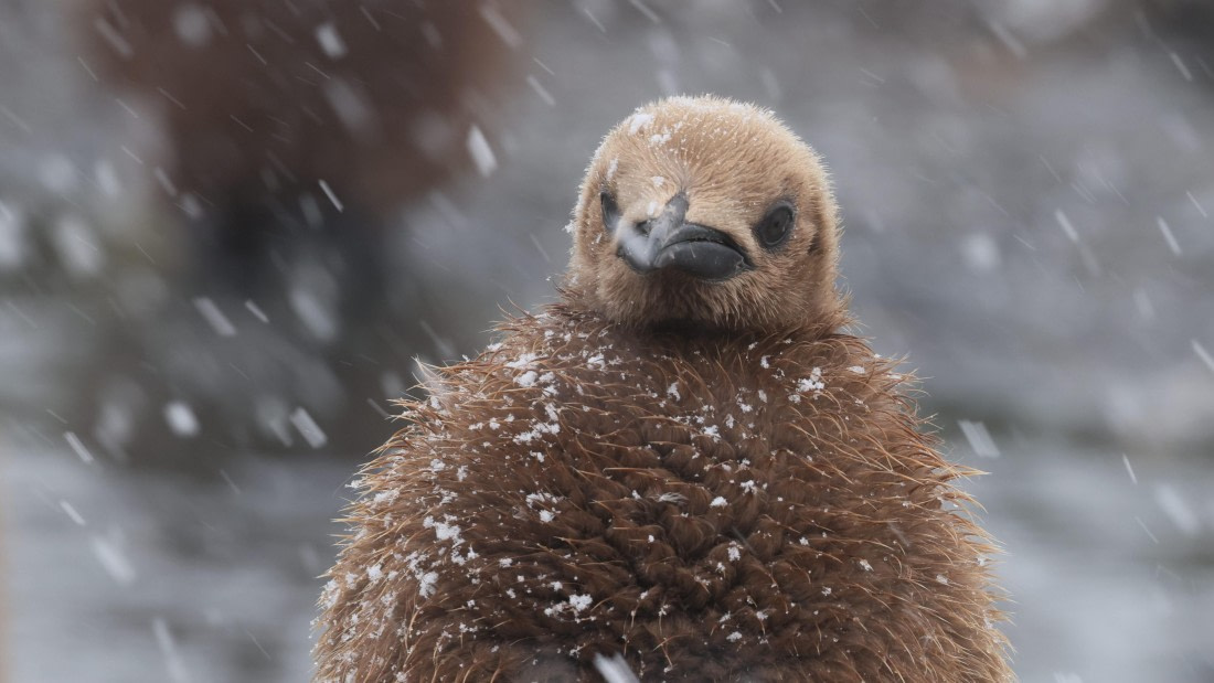 PLA23-25, Day 11, Day 11_RegisPERDRIAT (6).jpg ©Regis Perdriat - Oceanwide Expeditions.jpg