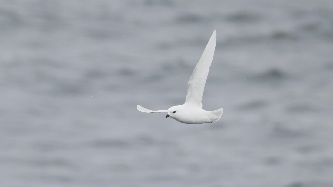 PLA23-25, Day 11, Day 11_RegisPERDRIAT (9).jpg ©Regis Perdriat - Oceanwide Expeditions.jpg