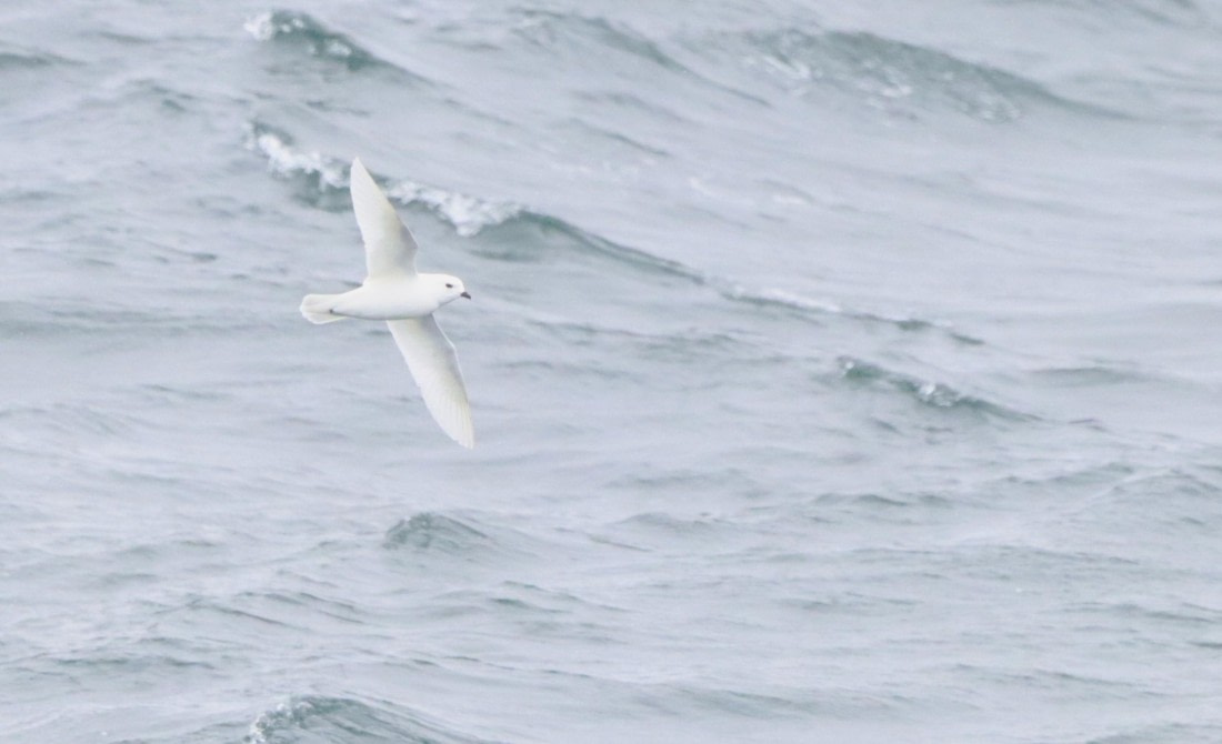 PLA23-25, Day 11, IMG_3465.JPG©Unown Photographer - Oceanwide Expeditions.JPG