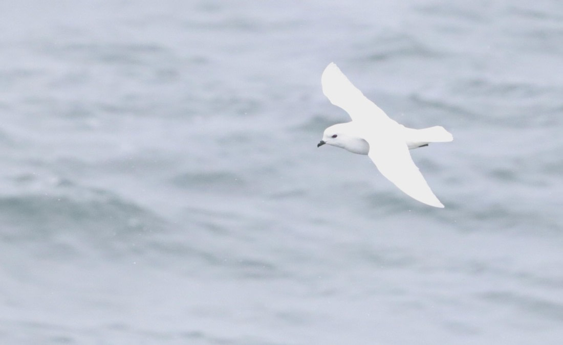 PLA23-25, Day 11, IMG_3480.JPG©Unown Photographer - Oceanwide Expeditions.JPG