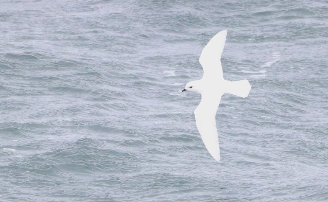 PLA23-25, Day 11, IMG_3490.JPG©Unown Photographer - Oceanwide Expeditions.JPG