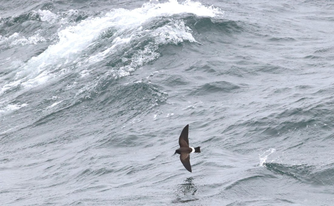 PLA23-25, Day 11, IMG_3539.JPG©Unown Photographer - Oceanwide Expeditions.JPG