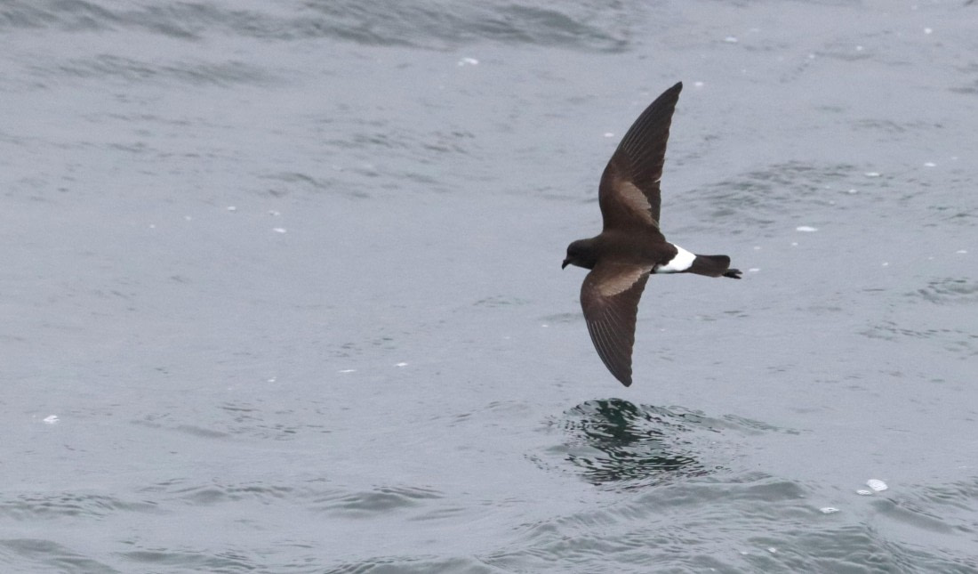 PLA23-25, Day 11, IMG_3554.JPG©Unown Photographer - Oceanwide Expeditions.JPG