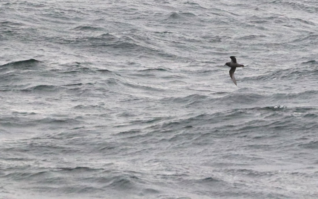 PLA23-25, Day 12,  IMG_3738.JPG©Unown Photographer - Oceanwide Expeditions.JPG